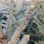 Smrek pichľavý (Picea pungens) ´GLAUCA´ – výška 100-130 cm, kont. C15L